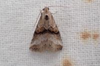 Zebeeba falsalis