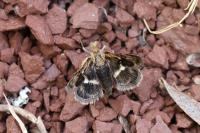 Titanio tarraconensis