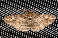 Cleora cinctaria
