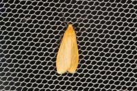 Wittia sororcula