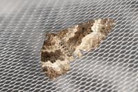 Epirrhoe alternata