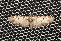 Eupithecia irriguata