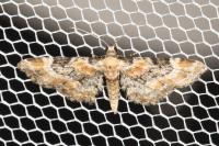 Eupithecia pulchellata