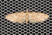 Gymnoscelis rufifasciata