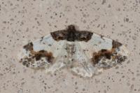 Ligdia adustata