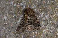 Lycia hirtaria