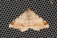 Macaria liturata