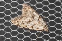 Nola cicatricalis