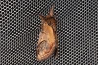Notodonta ziczac