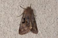 Orthosia gothica