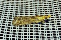 Ancylosis cinnamomella