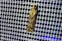 Ancylosis cinnamomella