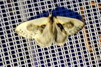 Cilix glaucata