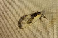 Cilix glaucata