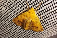 Conistra rubiginea