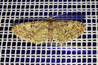 Eupithecia dodoneata