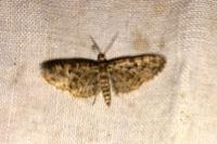 Eupithecia dodoneata
