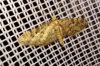 Eupithecia dodoneata