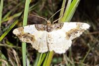 Ligdia adustata