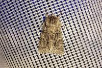 Acronicta aceris