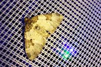 Xanthorhoe fluctuata