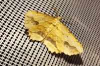 Menophra abruptaria