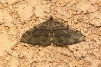 Rheumaptera cervinalis cervinalis