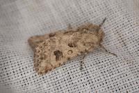 Anarta sodae