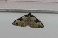 Xanthorhoe fluctuata