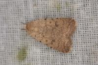 Caradrina clavipalpis