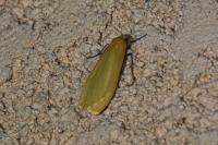 Wittia sororcula