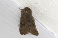 Orthosia populeti