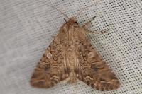 Anarta trifolii