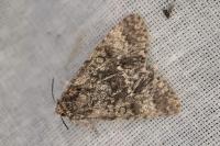Acronicta megacephala