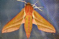 Deilephila elpenor