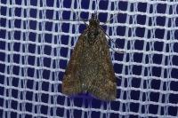 Pyrausta despicata