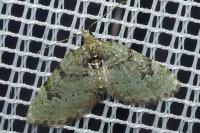 Chloroclystis v-ata