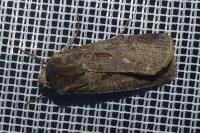 Agrotis segetum