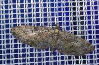 Eupithecia abbreviata