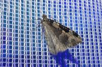 Xanthorhoe fluctuata