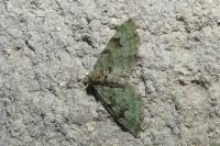 Chloroclystis v-ata