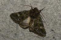Valeria jaspidea