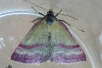 Phytometra viridaria