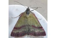 Phytometra viridaria