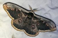 Saturnia pyri