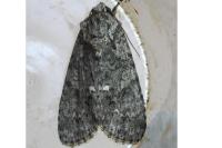 Acronicta rumicis