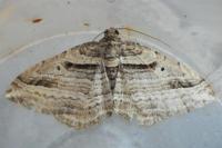 Costaconvexa polygrammata