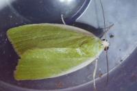 Earias clorana