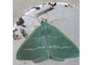 Chlorissa viridata