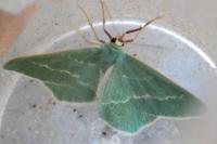 Chlorissa viridata